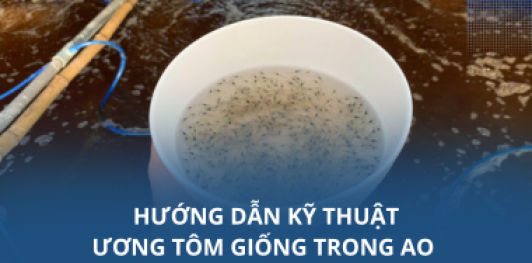 Hướng dẫn kỹ thuật ương tôm giống trong ao